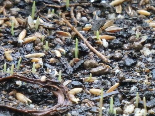 発芽インターバル撮影始 発芽インターバル撮影始