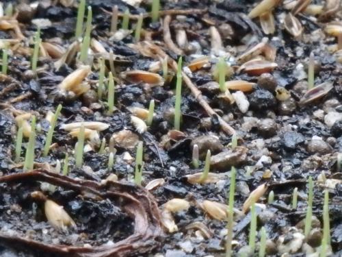 発芽インターバル撮影終 発芽インターバル撮影終