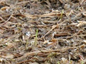 庭露地蒔き発芽確認