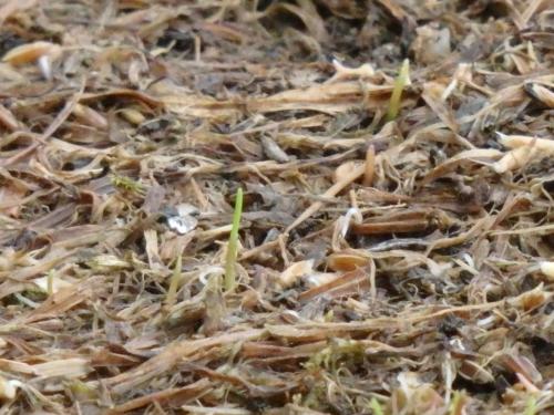 庭露地蒔き発芽確認 庭露地蒔き発芽確認