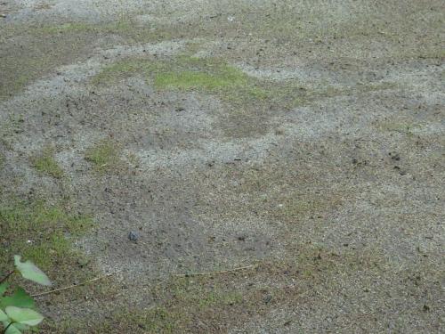 発芽マダラ状態 発芽マダラ状態