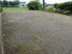 庭の経過7月11日