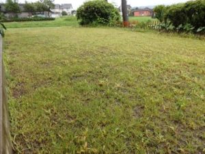 ランドアップ散布3日目