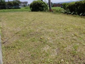 ランドアップ散布4日目