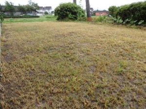 ランドアップ散布7日目