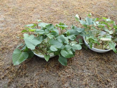 サツマイモ、植え付け前 サツマイモ、植え付け前