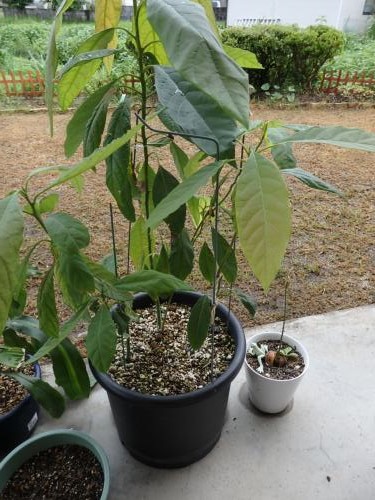 アボカド アボカド