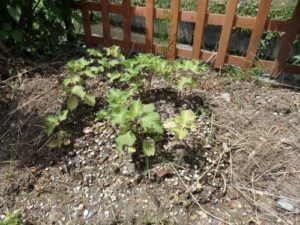 紫蘇（大葉）植え付け後