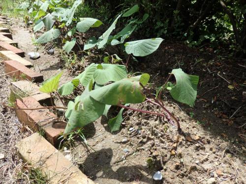 サツマイモ、植え付け後 サツマイモ、植え付け後