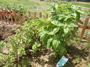 バジルとミント