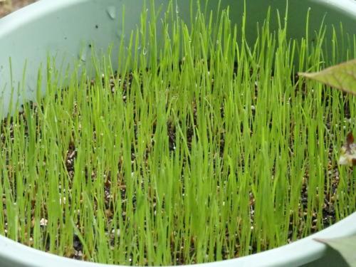 ペレニアルライグラス鉢植え、播種後7日 ペレニアルライグラス鉢植え、播種後7日