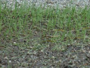 ペレニアルライグラス、播種後7日