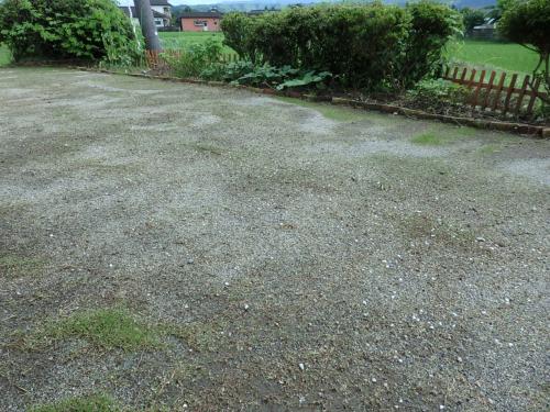 庭の状況7/12 庭の状況7/12