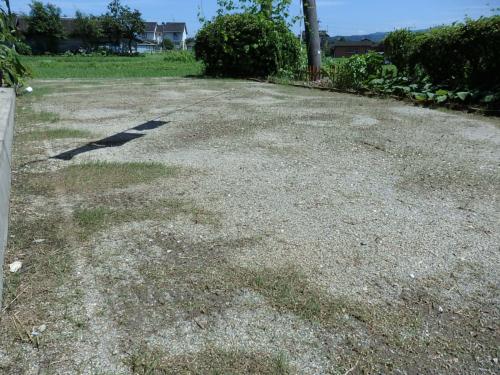 播種後10日 播種後10日