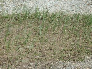 ペレニアルライグラス播種後10日