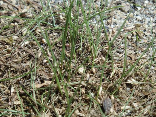 ペレニアルライグラス播種後10日 ペレニアルライグラス播種後10日