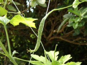 ゴーヤ(薩摩レイシ)7/18