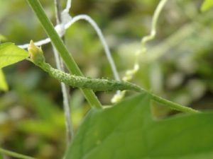 ゴーヤ(薩摩レイシ)7/18雌花