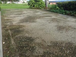 播種後20日ペレニアルライグラス