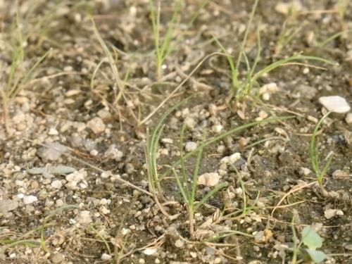 播種後20日ペレニアルライグラス 播種後20日ペレニアルライグラス