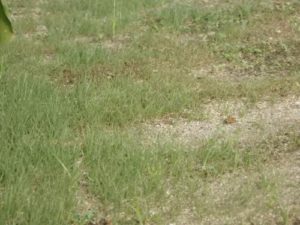 播種後20日　庭の芝