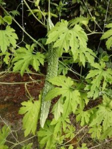 ゴーヤ(薩摩レイシ)収穫サイズ