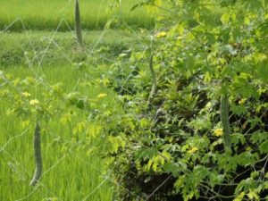 ゴーヤ(薩摩レイシ)