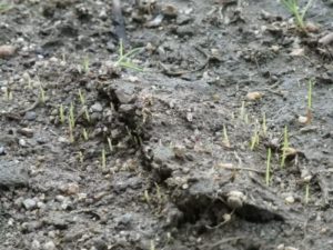 追い蒔き、発芽8/9