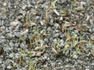 追い蒔き、発芽8/9