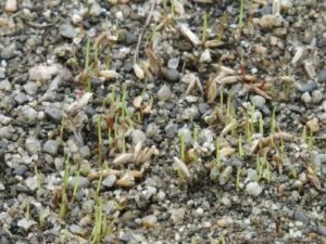 追い蒔き、発芽8/9