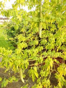 ゴーヤ（薩摩レイシ）