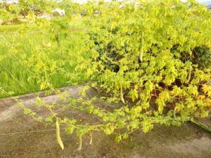 ゴーヤ（薩摩レイシ）