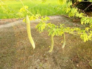 ゴーヤ（薩摩レイシ）