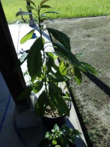 アボカド　鉢植え