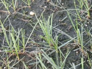 ペレニアルライグラス　芝刈り