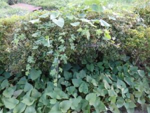 サツマイモ、つつじを登る