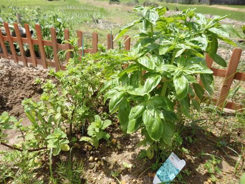 バジルとミント