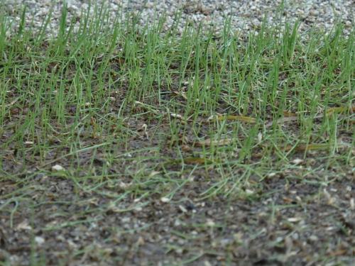 ペレニアルライグラス、播種後7日