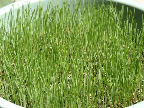 ペレニアルライグラス鉢植え、播種後10日