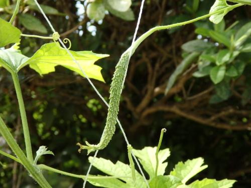 ゴーヤ(薩摩レイシ)7/18