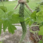 ゴーヤ(薩摩レイシ)収穫サイズ