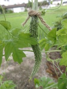 ゴーヤ(薩摩レイシ)収穫サイズ
