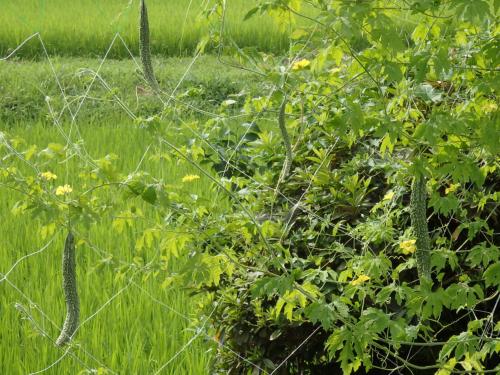 ゴーヤ(薩摩レイシ)