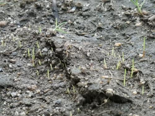 追い蒔き、発芽8/9