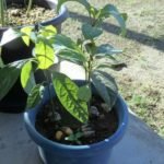 アボカド　鉢植え