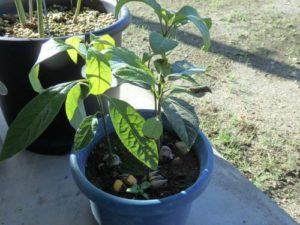 アボカド　鉢植え