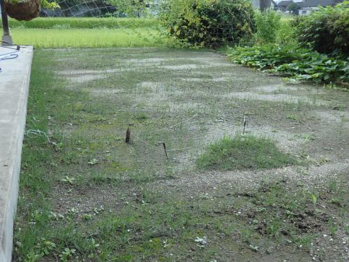 芝の状態16年9月